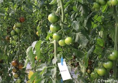 Quinto F1, verde insalataro