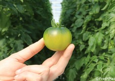 Quinto F1, il dettaglio