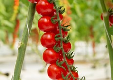 Durillo F1, ciliegino 