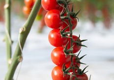 Gioiello F1, ciliegino premium