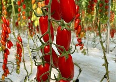 Sweet San Marzano