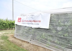 In mostra le varietà selezionate dall'Unibo, la serie Sweet