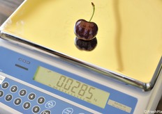 Una delle ciliegie più pesanti della giornata