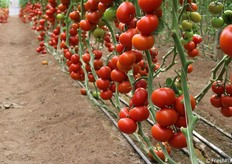 Il grappolo di SAIS è IRVIN F1