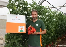 Alberto Spagnoli mostra il pomodoro allungato GNP71271 F1