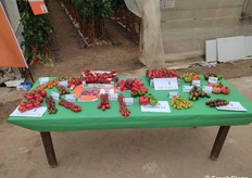 L'evento si è configurato come una vera e propria mostra sull'assortimento varietale di pomodoro da mensa; a fare da filo conduttore, lo stupore dei visitatori per l'abbondanza del materiale vegetale mostrato, con un ricco assortimento costituito da varie tipologie di pomodoro.