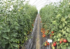 La coltivazione è a cura di Daniele Brunelli 