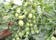 Dominus produce abbondantemente anche sui palchi più alti 