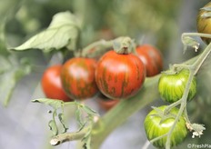 Striato, adatto per confezioni mix 