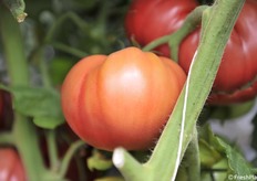 Colore ben identificabile per Rosalinda