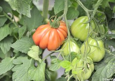 Il costoluto Rosamunda