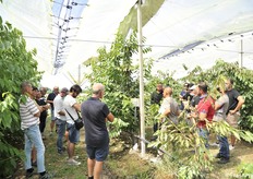 Guidati dal tecnico Enrico Zanzi, tecnici e frutticoltori presenti hanno potuto vedere di persona alcune fra le varietà più tardive adatte principalmente per il centro e nord d'Italia.