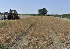 Aglio di Voghiera Dop: l'azienda agricola le Aie (in provincia di Ferrara) ha in mano tutta la filiera, dal seme al confezionamento. Abbiamo passato una giornata in azienda documentando le varie fasi di raccolta e lavorazione (fotoservizio Cristiano Riciputi)