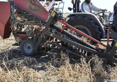 Con terreno secco l'aglio ne esce più pulito 