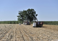 I tempi per la raccolta sono molto stretti