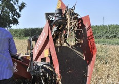 Particolare del nastro trasportatore dell'aglio