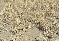 Piante perfettamente pronte per la scavatura dei bulbi