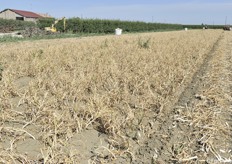 Da disciplinare, l'aglio può tornare nello stesso terreno dopo 4 anni di altre colture 