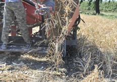 La fase di raccolta necessita di due operatori su ogni mezzo