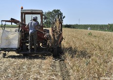La scavatura dell'aglio è meccanizzata da un tempo relativamente recente 