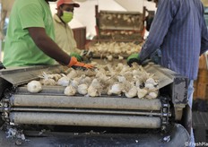 Prima fase di cernita 