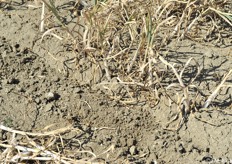 Particolare della pianta disseccata pronta per la raccolta del bulbo