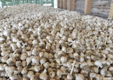 Aglio in fase di essiccazione in bunker con grate di legno e forzatura di aria