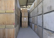 Bins con aglio in essiccazione