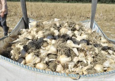 Aglio bianco di Voghiera Dop