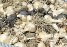 Particolare dei bulbi