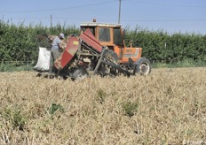 L'annata 2021 si è rivelata molto positiva per la fase di essiccazione in campo e scavatura dell'aglio, in quanto non è mai piovuto 