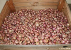 Dopo la raccolta, le cipolle vengono stoccate in bins di legno, già in campagna