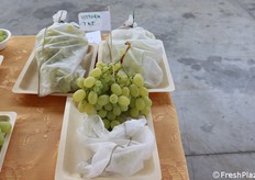 Uva insacchettata in TNT (tessuto non tessuto)