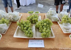 Grappoli "controllo" non insacchettati, coltivati in convenzionale