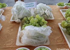 Uva insacchettata in carta pergamena