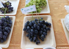 Varietà prova contrassegnata da sigla specifica e dalla lettera A = apirene