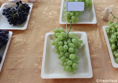 Uva contrassegnata dalla sigla JA-10 (in foto poco visibile)