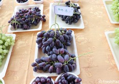 Uva con seme erbaceo, cioè poco percettibile al palato