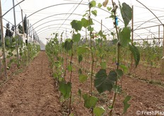 Nuove marze da impiegare prossimamente