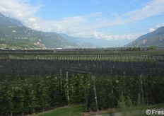 La piana di Merano, un paesaggio caratterizzato dai meleti del consorzio Vog.