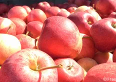 Le Gala, le tipiche mele estive dell'Alto Adige. E' la prima varietà a essere raccolta a partire da metà agosto.