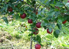 Mele Red Delicious e Golden pronte, o quasi, per il raccolto 2021, inaugurato alla presenza dei giornalisti partecipanti al press trip, che si è concluso la sera del 3 settembre.