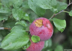 Un frutto colpito da una gazza