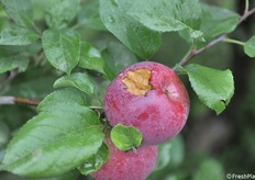 Un frutto colpito da una gazza