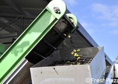 Fase di scarto del mallo