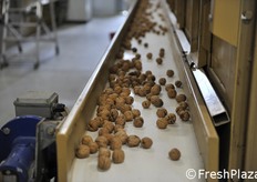 Le noci già essiccate vengono mandate in calibrazione