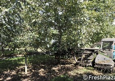 Dimostrazione di raccolta