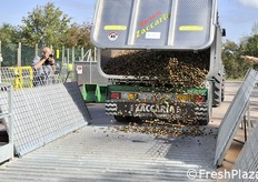 Scarico di noci nella tramoggia
