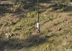 Particolare dell'irrigatore sulla fila