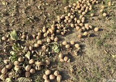 Grazie alle condizioni meteo la raccolta è proceduta speditamente